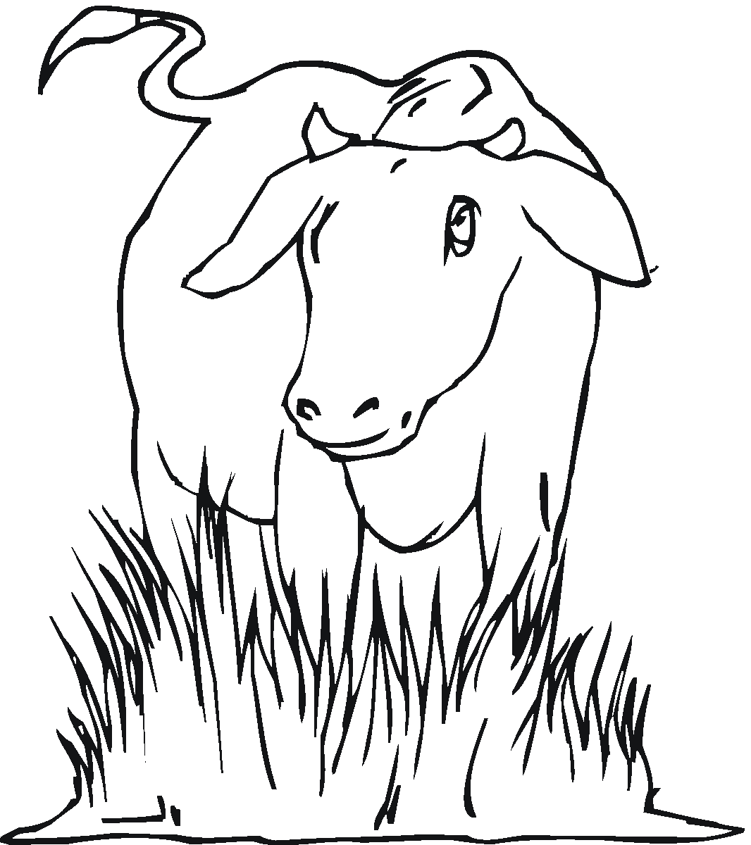Krowy kolorowanki